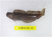 藏品(條紋蛙鳚)的圖片